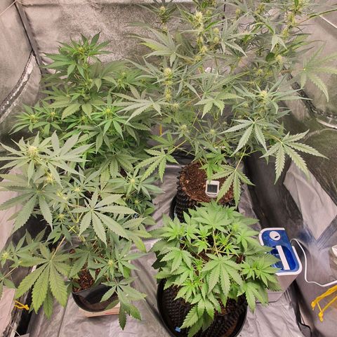 Auto Purple Kush growlog timeline photo