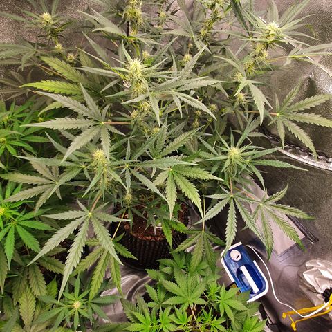 Auto Purple Kush growlog timeline photo