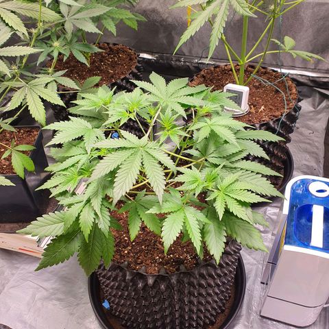 Auto Purple Kush growlog timeline photo