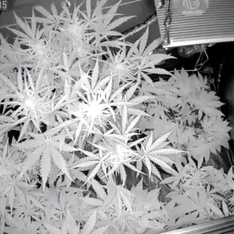 Auto Purple Kush growlog photo: 5am Morning cam
