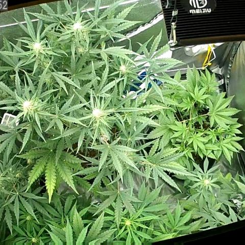 Auto Purple Kush growlog timeline photo