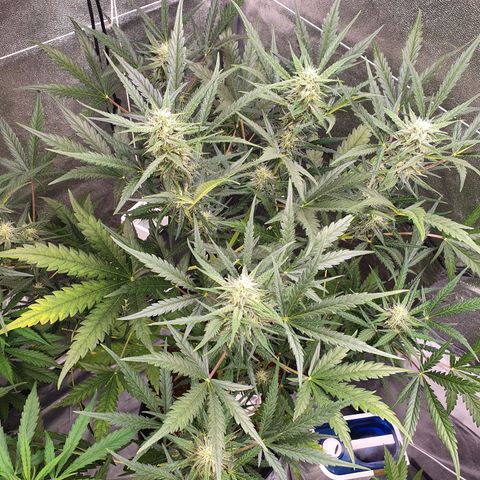 Auto Purple Kush growlog timeline photo