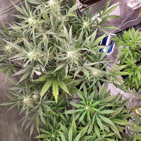 Auto Purple Kush growlog timeline photo