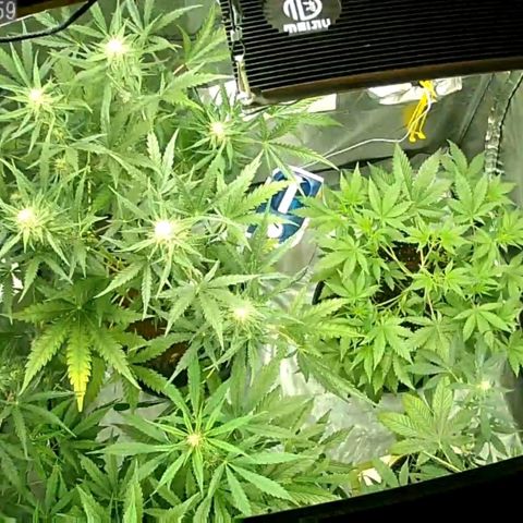 Auto Purple Kush growlog timeline photo