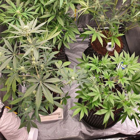 Auto Purple Kush growlog timeline photo