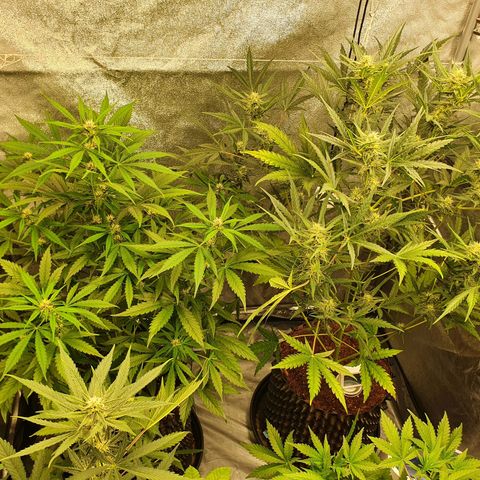 Auto Purple Kush growlog timeline photo