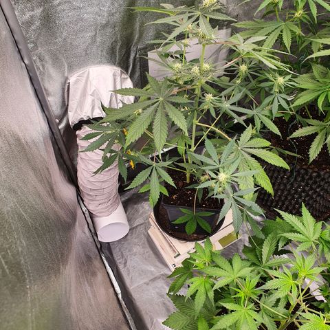 Auto Purple Kush growlog timeline photo