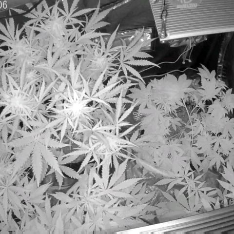 Auto Purple Kush growlog timeline photo