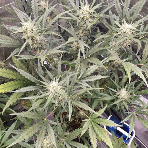 Auto Purple Kush growlog timeline photo
