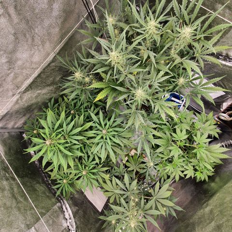 Auto Purple Kush growlog timeline photo