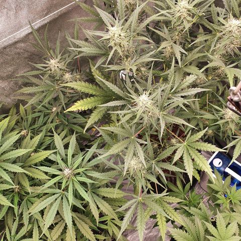 Auto Purple Kush growlog timeline photo