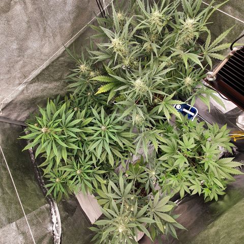 Auto Purple Kush growlog timeline photo