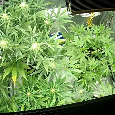 Auto Purple Kush growlog timeline photo