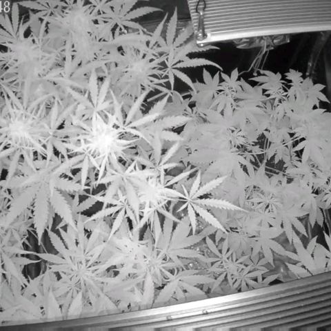 Auto Purple Kush growlog timeline photo