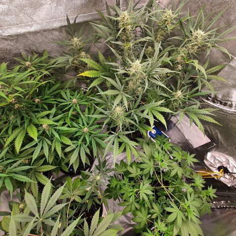 Auto Purple Kush growlog timeline photo