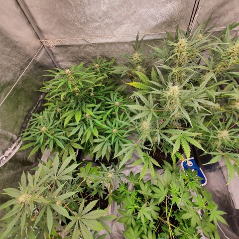 Auto Purple Kush growlog timeline photo