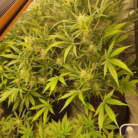 Auto Purple Kush growlog timeline photo