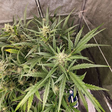 Auto Purple Kush growlog timeline photo