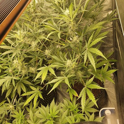 Auto Purple Kush growlog timeline photo