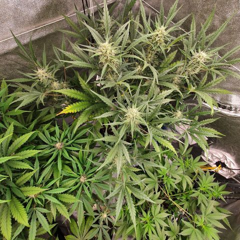 Auto Purple Kush growlog timeline photo
