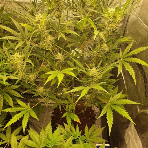 Auto Purple Kush growlog timeline photo