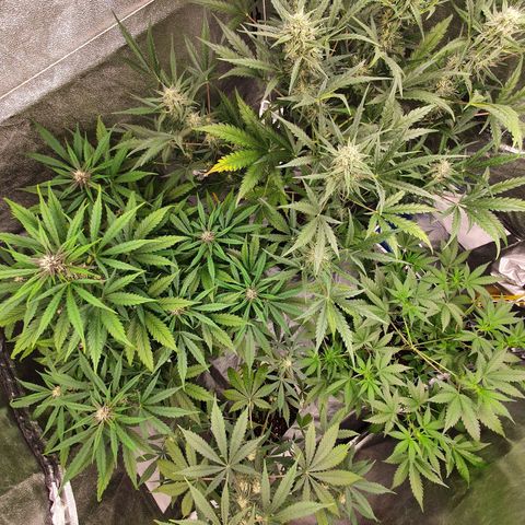 Auto Purple Kush growlog timeline photo
