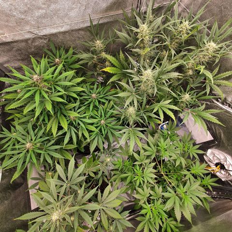 Auto Purple Kush growlog timeline photo
