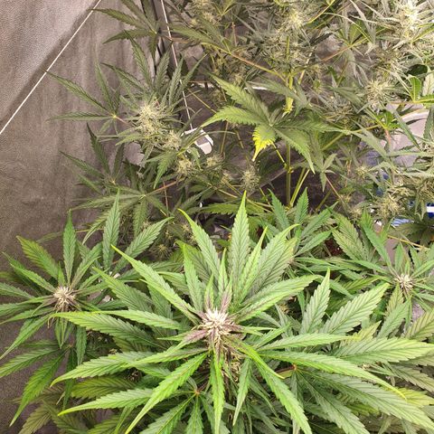Auto Purple Kush growlog timeline photo
