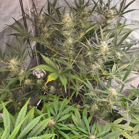 Auto Purple Kush growlog timeline photo