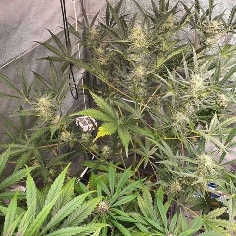 Auto Purple Kush growlog timeline photo
