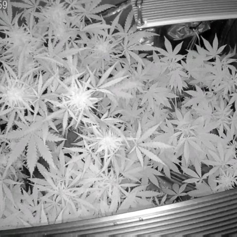 Auto Purple Kush growlog photo: Morning Cam