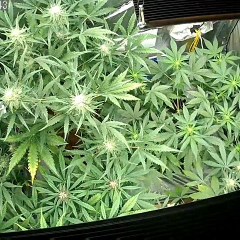 Auto Purple Kush growlog photo: Morning cam 