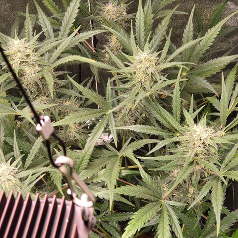 Auto Purple Kush growlog timeline photo