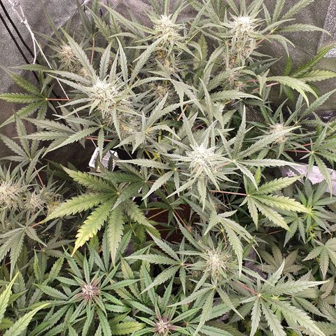 Auto Purple Kush growlog timeline photo