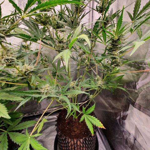 Auto Purple Kush growlog timeline photo