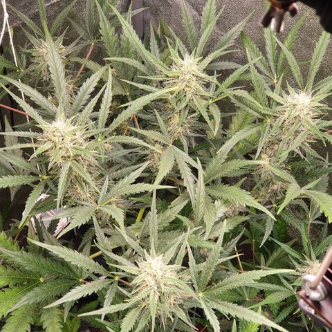 Auto Purple Kush growlog timeline photo