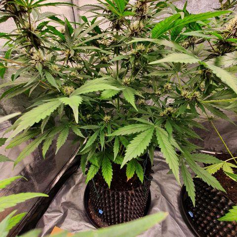 Auto Purple Kush growlog timeline photo