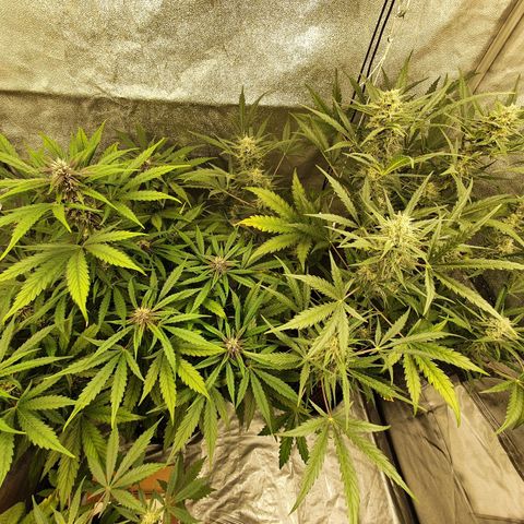 Auto Purple Kush growlog timeline photo