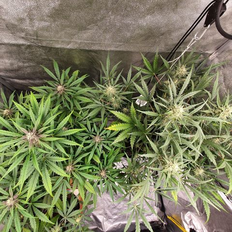 Auto Purple Kush growlog timeline photo