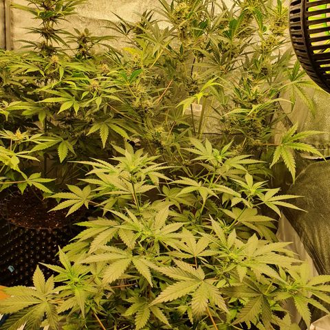 Auto Purple Kush growlog timeline photo