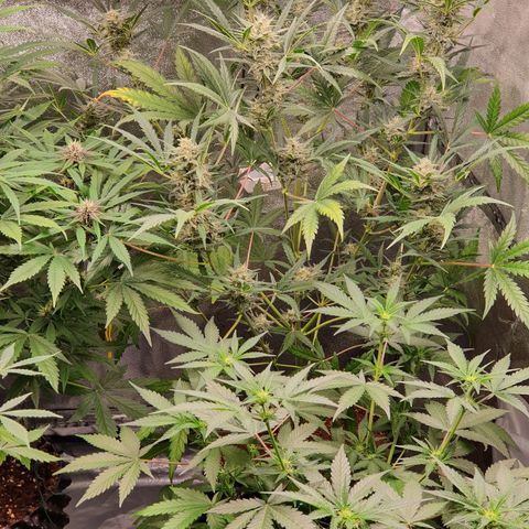 Auto Purple Kush growlog timeline photo