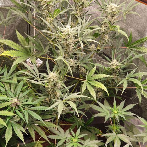 Auto Purple Kush growlog timeline photo