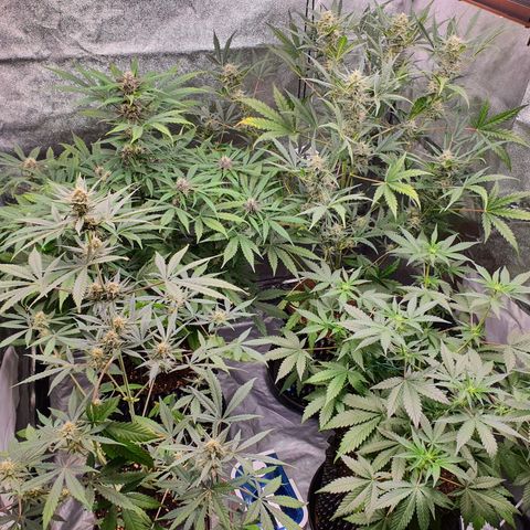 Auto Purple Kush growlog timeline photo