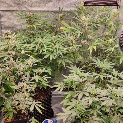 Auto Purple Kush growlog timeline photo