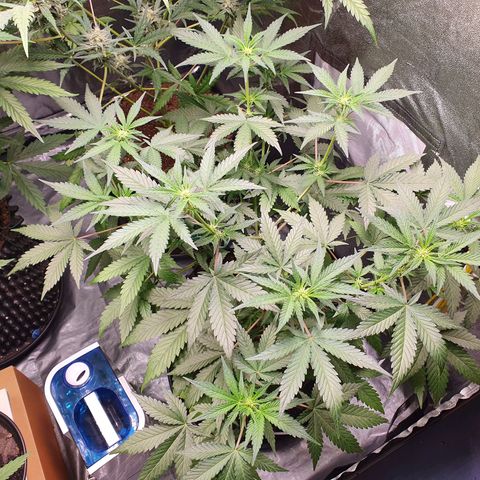 Auto Purple Kush growlog timeline photo