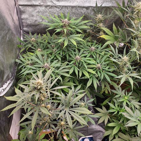 Auto Purple Kush growlog timeline photo