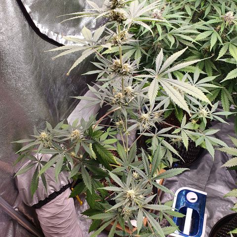 Auto Purple Kush growlog timeline photo