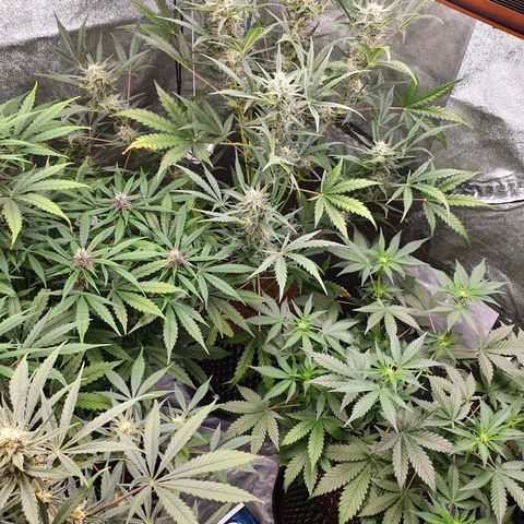 Auto Purple Kush growlog timeline photo