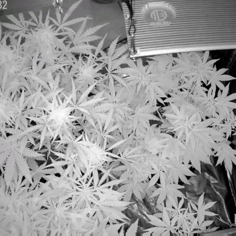 Auto Purple Kush growlog photo: Morning sleep cam
