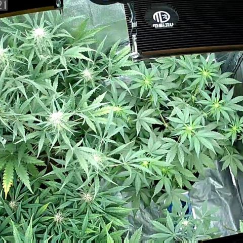 Auto Purple Kush growlog photo: Morning wake cam 